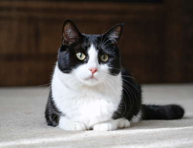 Chat bicolore noir et blanc : révélations sur leur personnalité singulière