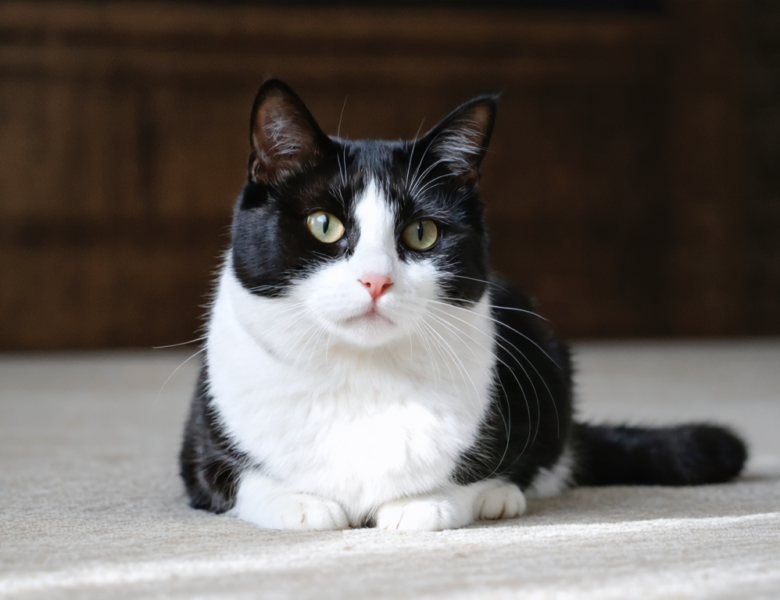 Chat bicolore noir et blanc : révélations sur leur personnalité singulière