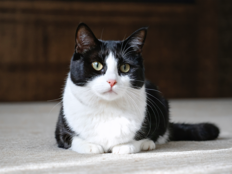 Chat bicolore noir et blanc : révélations sur leur personnalité singulière